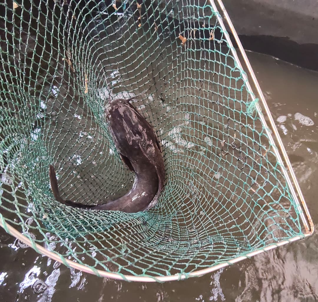 Catfish