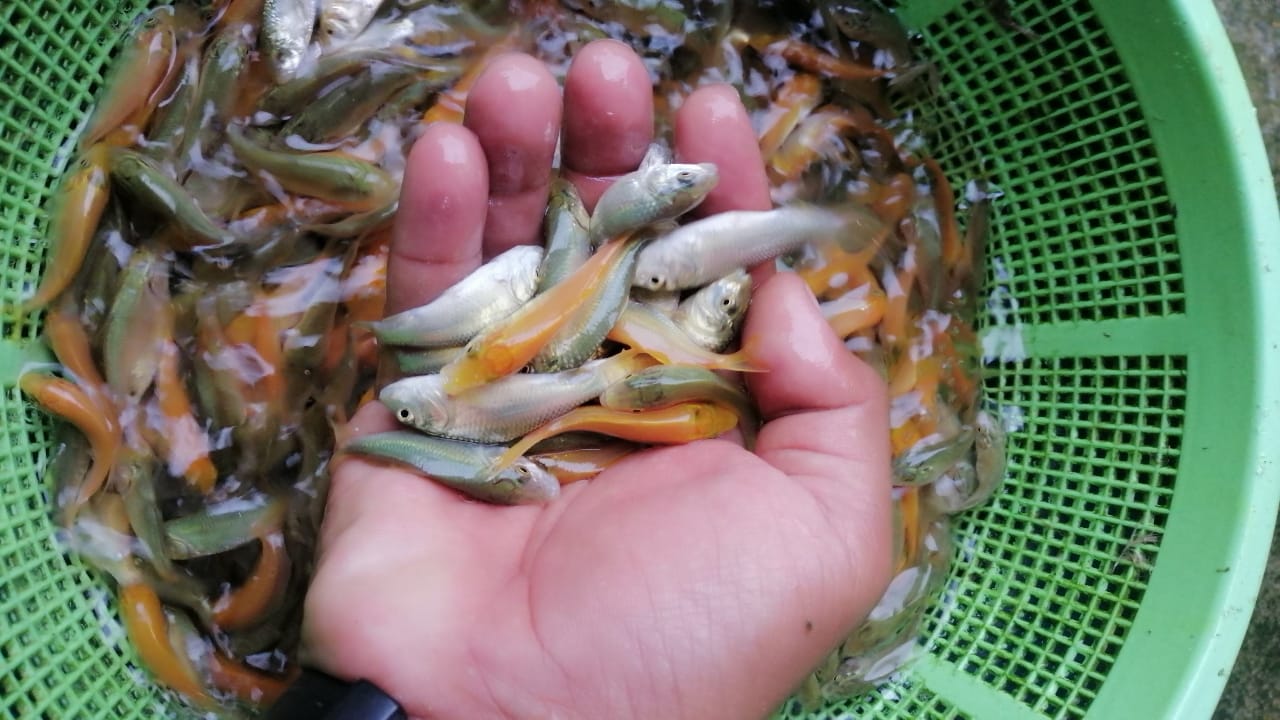 Leekoh