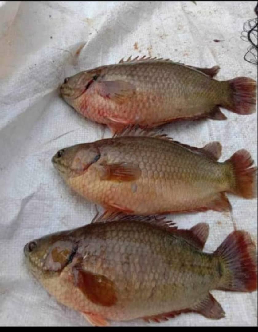 Fish 1
