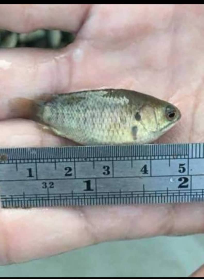 Fish 2
