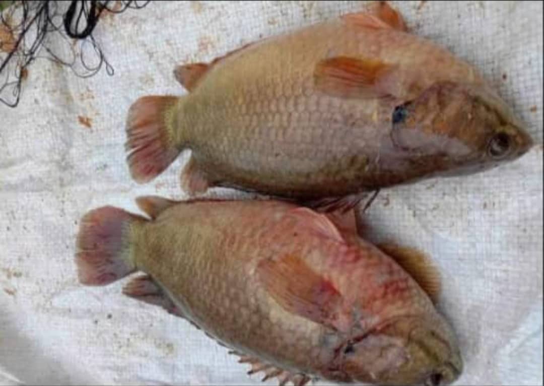 Fish 3