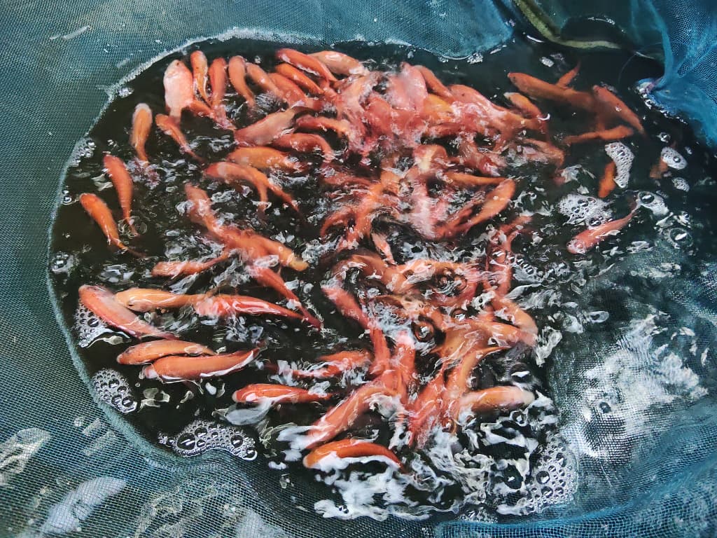 Tilapia Hybrid